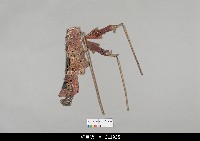 藏品(中國湖北皮影戲偶身)的圖片